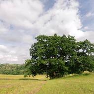 Dub u Palečkova mlýna - dub letní, stáří cca 400 let, dvoukmen - obvod 405 cm a 314 cm, Kraj Vysočina