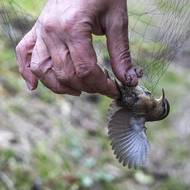 Odchycení ptáci rozhodně nejsou v klidu. Pro fotografa to znamená nastavit vysokou rychlost závěrky, aby snímek nebyl rozmazaný. 