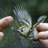 Ornitologové odchytávají na Červenohorském sedle v Jeseníkách migrující ptáky a zaznamenávají tím tak jejich pobyt a druhovou četnost.