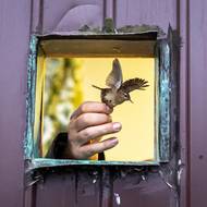 Okamžik vypuštění okroužkovaného ptáka na svobodu. 