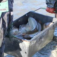 Podle největšího rybářství na Vysočině se cena kaprů na vánočním trhu meziročně zvedat nebude.
