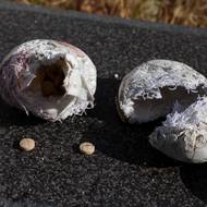 Jako důmyslná skrýš pro drogu sloužily i makety oblázků. Velkým odbytištěm je Saúdská Arábie.