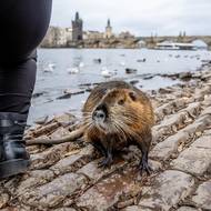 V roce 2000 byla podle Mezinárodního svazu ochrany přírody nutrie zařazena na seznam 100 nejhorších invazních druhů, protože způsobuje problémy podél řek. Ničí kořenové systémy stromů a budováním dlouhých chodeb narušují stabilitu břehů.