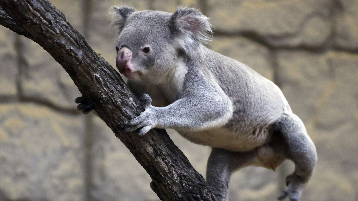 Za zničení biotopu ohrožených zvířat dostal australský zemědělec rekordní pokutu