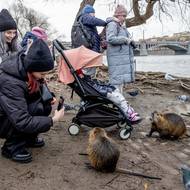 Z pražských nutrií se stala atrakce pro rodiny s dětmi, a to navzdory tomu, že je v centru města rozmístěno mnoho cedulek zapovídajících krmení těchto velkých hlodavců.