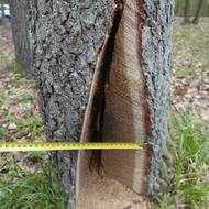 Přízemní dutina vyříznutá do kmene mladého dubu