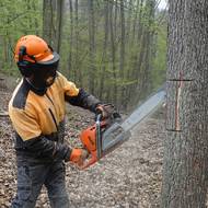 Vyřezávání dutin v kmenech stromů v Národním parku Podyjí