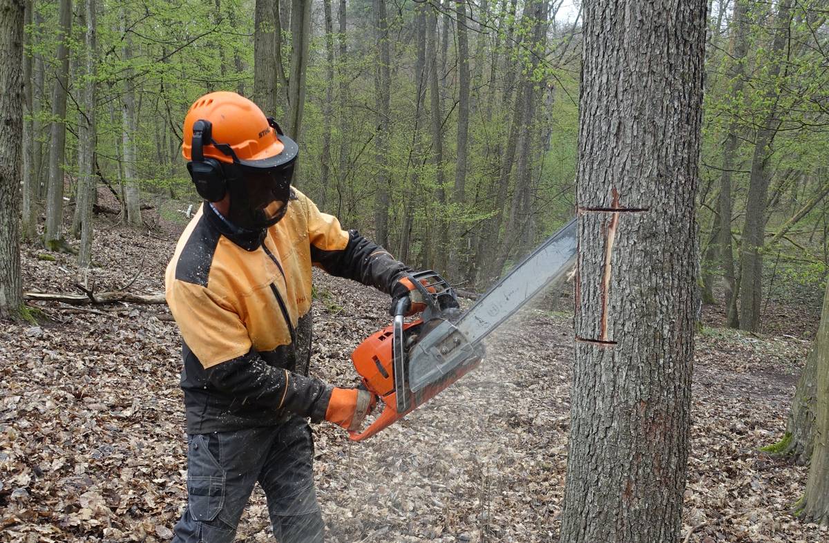 Vyřezávání dutin v kmenech stromů v Národním parku Podyjí