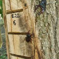 Z některých poranění prýští sladká míza, která láká mnoho hmyzu včetně sršní či ohrožených brouků roháčů. Míza chutná i lidem – v Kanadě z ní vyrábějí javorový sirup.