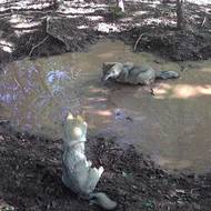 Letní bahnitá koupel dospělých jedinců.