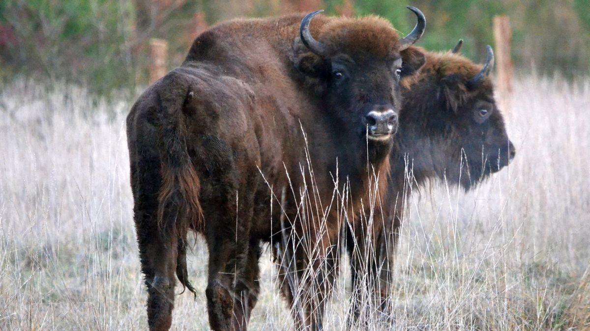 V Doupovských horách vzniká nová rezervace pro zubry a divoké koně. Chránit budou zdejší přírodu