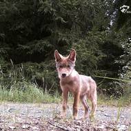 Zatímco v roce 2023 nebyla v Lužických  horách potvrzena žádná vlčata, v tomto roce byla zdokumentována tři.