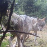 Oblasti výskytu vlků je náročné monitorovat, protože mladí vlci, kteří opustili rodičovskou smečku, se mohou pohybovat téměř kdekoliv v české přírodě. 