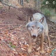 Vlk se dívá do fotopasti. 