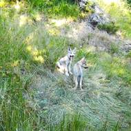 Vlčí smečky z Beskyd a Javorníků přivedly na svět potomky letos na jaře.