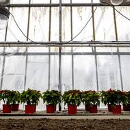 Pryšec nádherný má rád mírně provlhčenou zeminu, nelíbí se mu průvan a prospívá v místnostech, které nejsou přetopené.