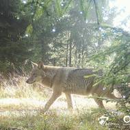 Vlčí populace se v Česku stále rozrůstá, přírůstky nebyly prokázány v oblasti Kokořínska a Máchova kraje.