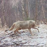 Vlci osídlili většinu pohraničních regionů, výskyt je ovšem hlášený i z dalších míst České republiky, teritoria vznikají kupříkladu na Třeboňsku.