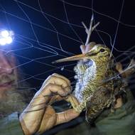 Sluka lesní na Červenohorském sedle nepózovala dobrovolně. Oceněné snímky vznikly za tmy, pomohla k nim jak čelovka ornitologa, tak světlo fotografa Jana Handrejcha. 