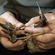 Detail kroužkování. Pevné ruce potřebuje jak ornitolog, tak fotograf. 