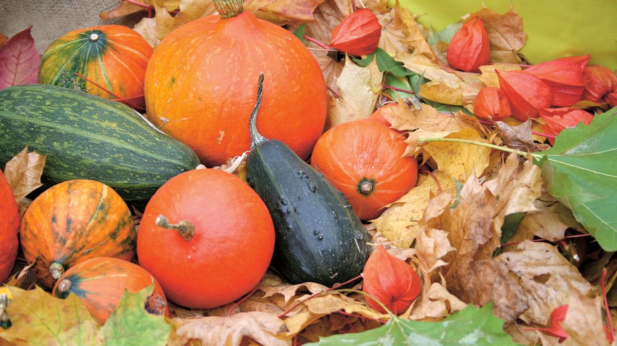 Podzim patří pestrým tykvím