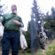 Ze sítě se ptáci v plátěné tašce přesunou do maringotky ke zvážení a okroužkování. Ornitologové na podzim na Červenohorském sedle tráví týdny, i na oceněnou sérii bylo třeba přibližně 24 hodin. 