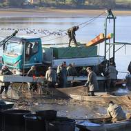 Rybáři o víkendu vylovili Veselský rybník na Žďársku, jde o druhý největší rybník na Vysočině. 