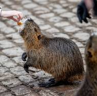 Na břehu Vltavy v Praze vznikla nežádoucí nutrií zoo. Tito hlodavci se sice vyskytovali volně v přírodě bývalého Československa už v 60. letech minulého století, bylo jich však tak málo, že jim nikdo nevěnoval pozornost.