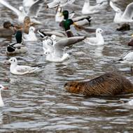 Přemnožené nutrie v Praze u Vltavy by lidé neměli krmit. Odhaduje se, že těchto tvorů v Praze žijí stovky. Počty se ale mohou velmi rychle měnit, nutrie má totiž i třikrát do roka pět až šest mláďat.
