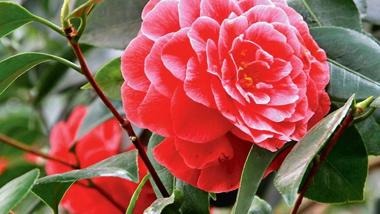 Dny s kaméliemi: Kam nyní u nás i v Evropě vyrazit za „zimními kráskami“