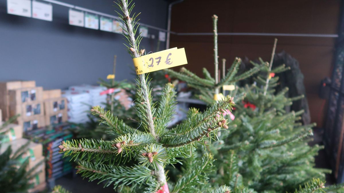 Stromečková turistika zřejmě nehrozí, za hranicemi moc neušetříte