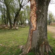 Ohryzaná kůra stromu na pastvině. Motorové pily nahrazují práci, kterou v přírodě dříve běžně zajišťovala velká zvířata, např. koně.