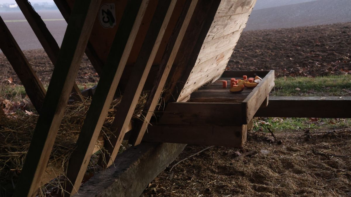 Lidé, mějte rozum! V krmelcích nacházejí myslivci i bramborový salát nebo cukroví