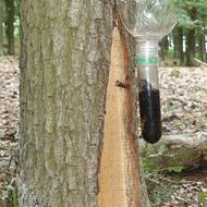 Přízemní dutina s pastí