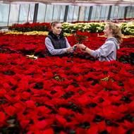 Vánoční hvězda je poměrně citlivá rostlina. Na cestě z obchodů domů by neměla nastydnout, ideální je přenášet ji zabalenou do papíru a nenechávat ji v chladu příliš dlouho.