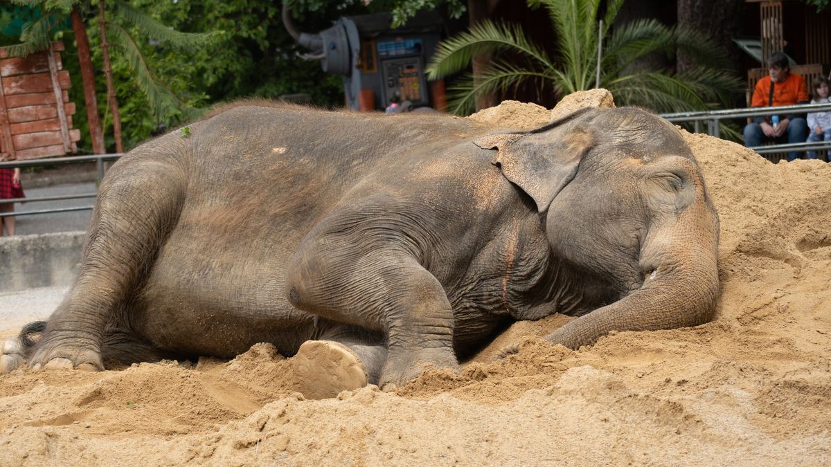 Hledá se nový domov pro Balu. O posledním slonovi z Liberce rozhodne posudek francouzské veterinářky