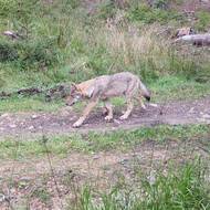 Vlci se rozmnožují ve většině sledovaných oblastí v České republice.