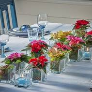 Uprostřed stolu upoutají pozornost hranaté sklenice naplněné živými mini vánočními hvězdami a modrými plovoucími svíčkami. Koule s malými rostlinkami byly před umístěním do nádob obaleny mechem. Nejenže to působí estetičtěji, ale mech zároveň slouží i jako zásobárna vody.