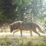 Tyto psovité šelmy jsou u nás celoročně chráněny.