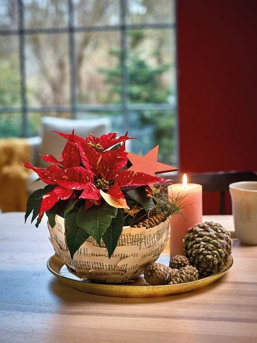 Kytice z vánočních hvězd je fantastickou ozdobou vánoční tabule.