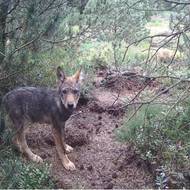 Letos narozené vlče v Krušných Horách, kde má reprodukci vlků Hnutí Duha potvrzenou ve dvou teritoriích.