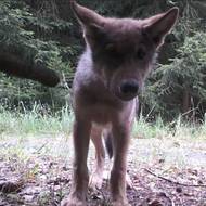 Před fotopastmi v Lužických horách se objevila hned tři nová mláďata. Jedno z nich zkoumá fotopast zblízka. 