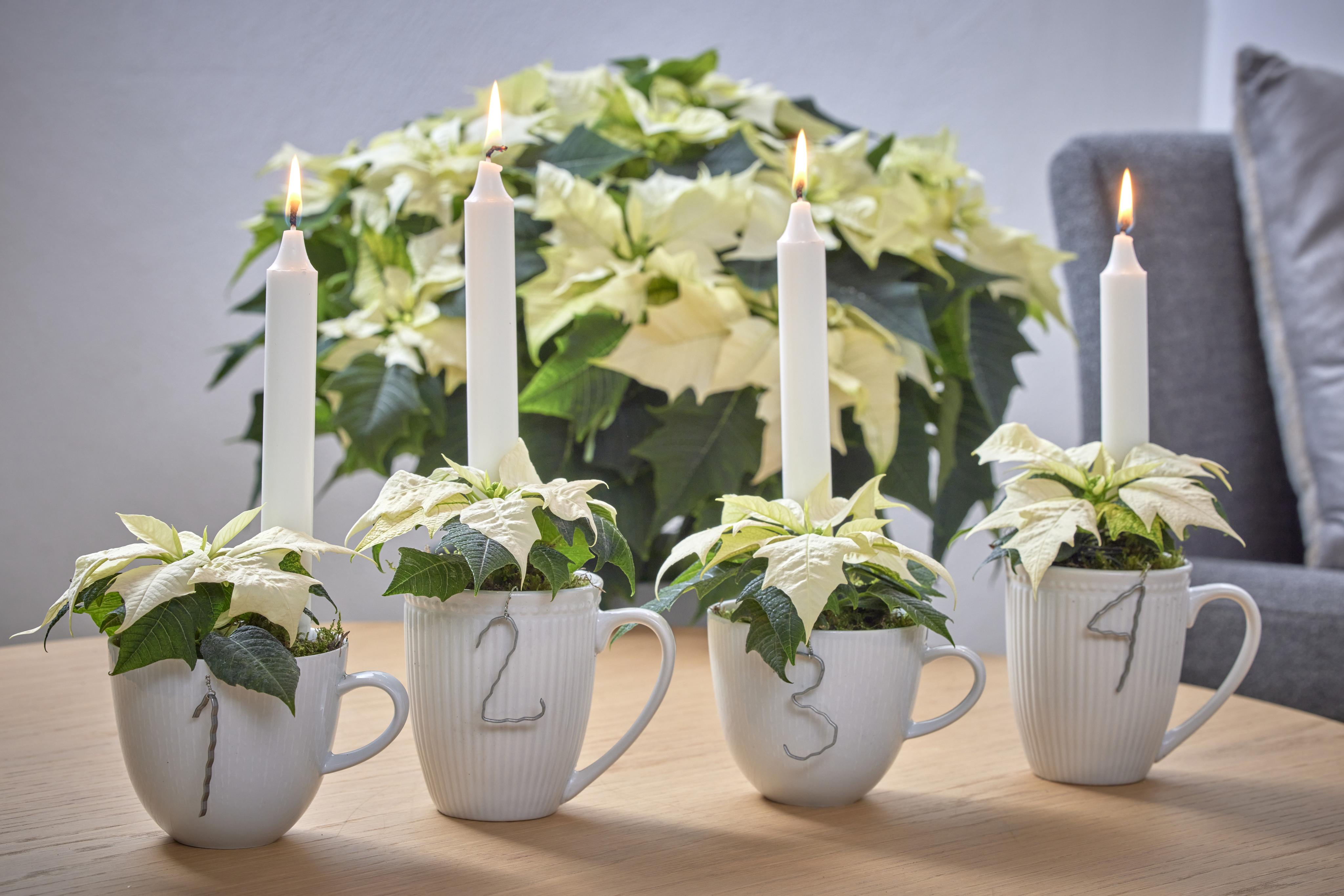 vanocni-hvezdy-advent.jpeg