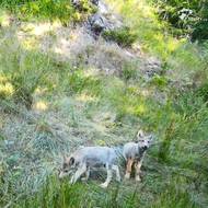 Vlčata v Beskydech 2024. Všechny smečky, které se letos v Beskydech a Javorníkách rozmnožily, mají teritoria přesahující státní hranici se Slovenskem a Polskem.