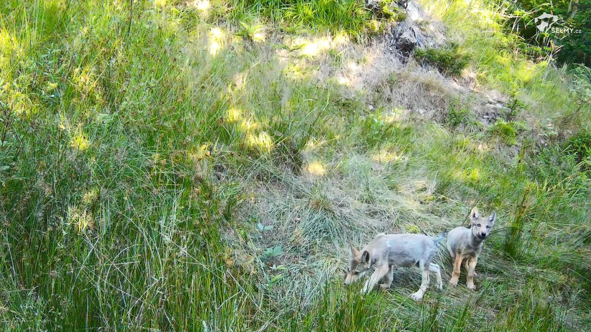 Vlčata v Beskydech 2024. Všechny smečky, které se letos v Beskydech a Javorníkách rozmnožily, mají teritoria přesahující státní hranici se Slovenskem a Polskem.