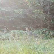 V oblasti Jeseníků se vlčata narodila hned v několika smečkách, letos se podařilo potvrdit již třetí pár, který se rozmnožuje.