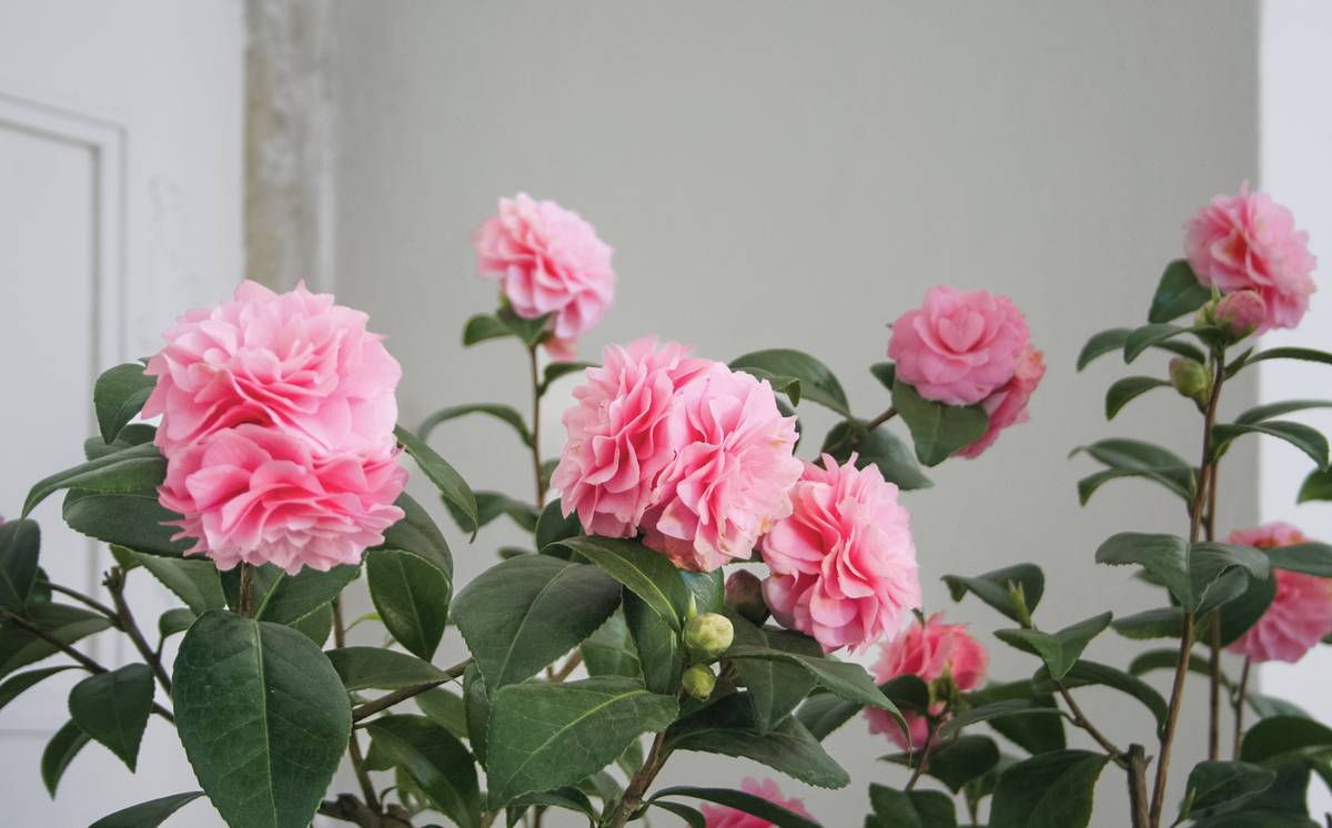 Z výstavy kamélií v interiérech zámku Rájec