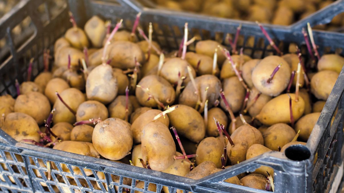 Prastarý trik na bohatší úrodu brambor: Potřebujete na něj jen čas a vhodné místo