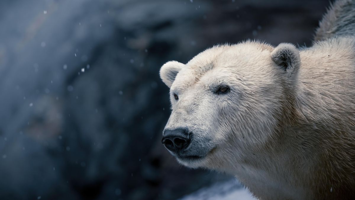 Lední medvědici Coře z brněnské zoo rozšíří výběh, měkká tráva jí bude šetřit namáhané klouby