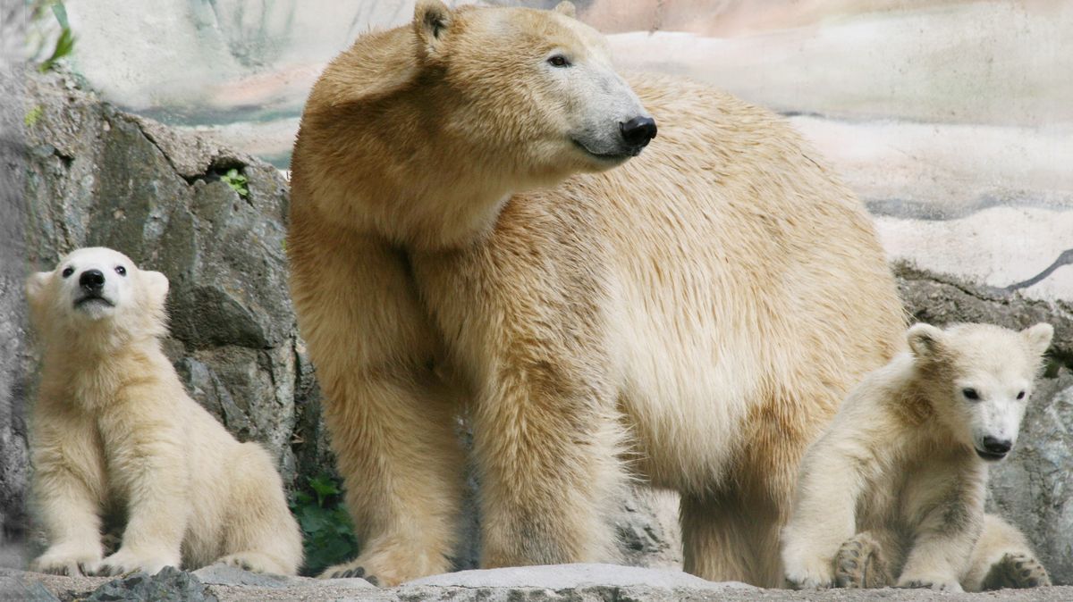 Brněnská zoo se plně zaměří na chov ledních medvědů
